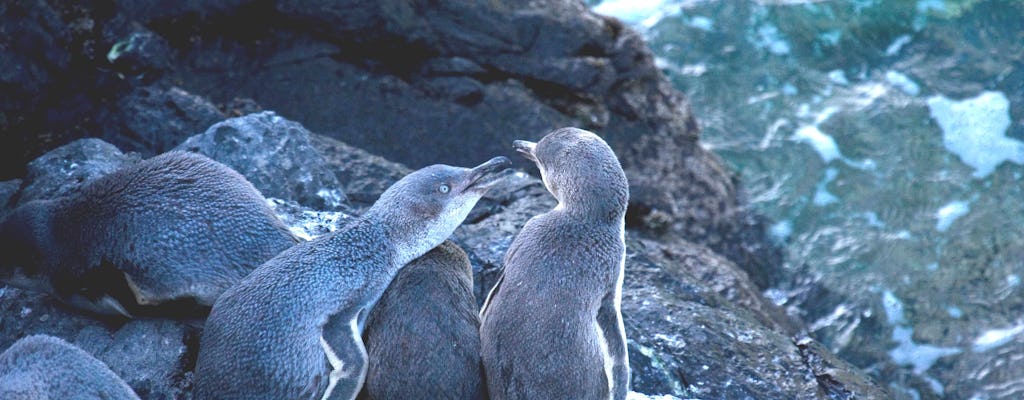 Wieczorna wycieczka po pingwinach