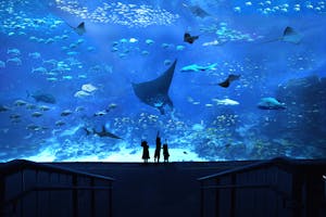 Acuario Sea: Entradas