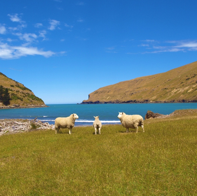 Nature in Akaroa