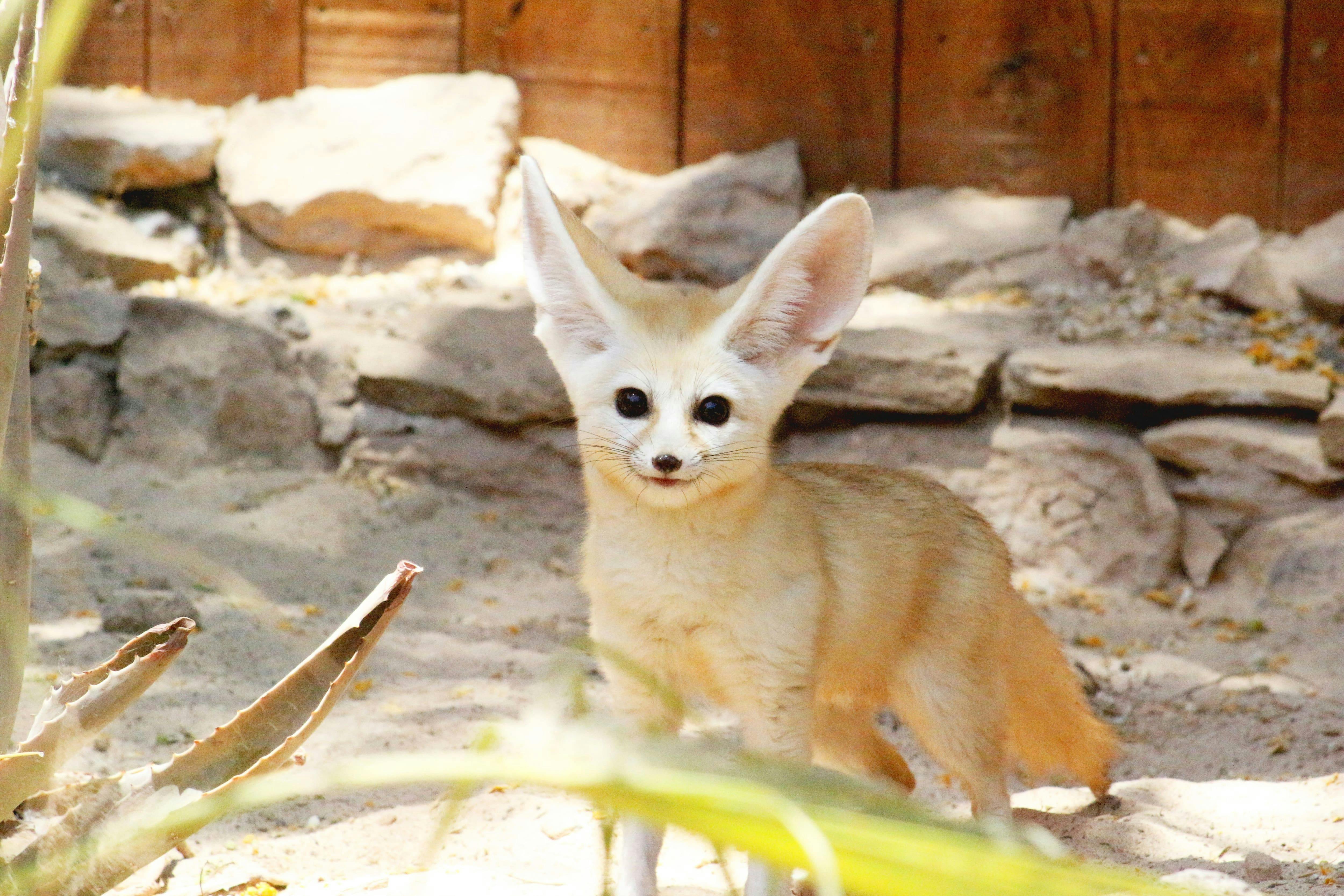 Oasis Wildlife Fuerteventura Ticket with Transfers