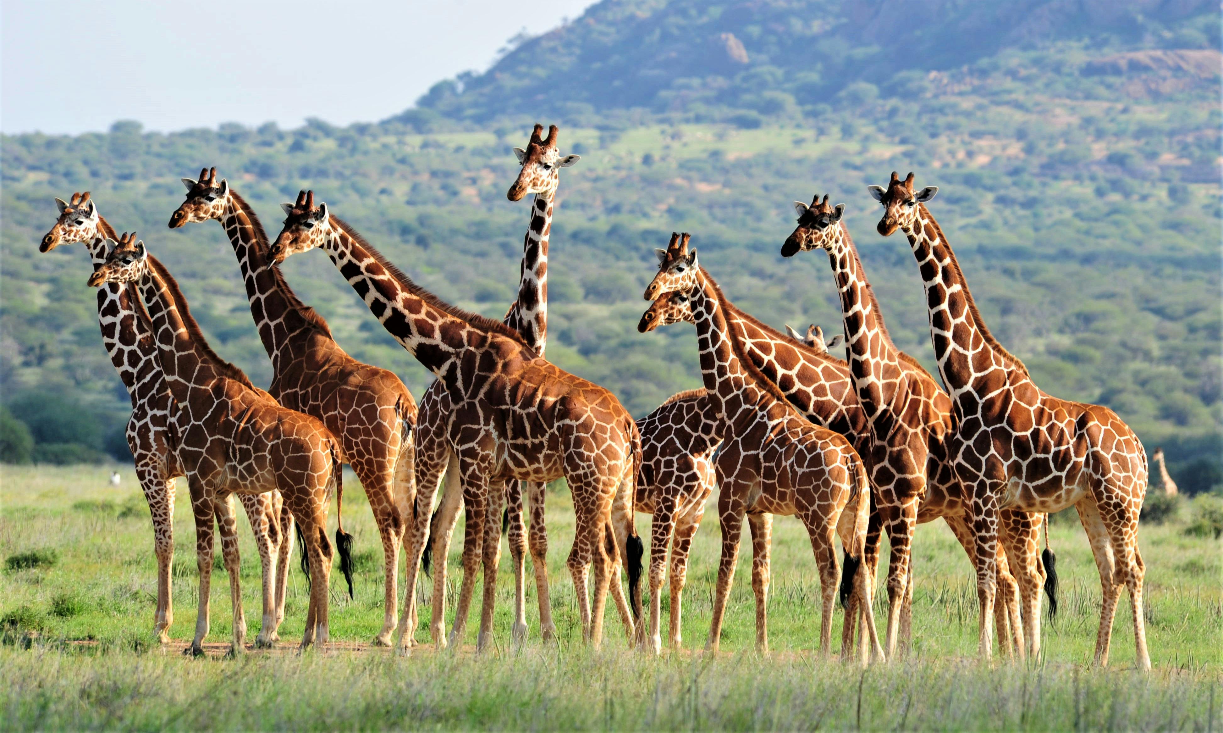 Kenyan communities and wildlife conservation 8 day tour from Nairobi Musement