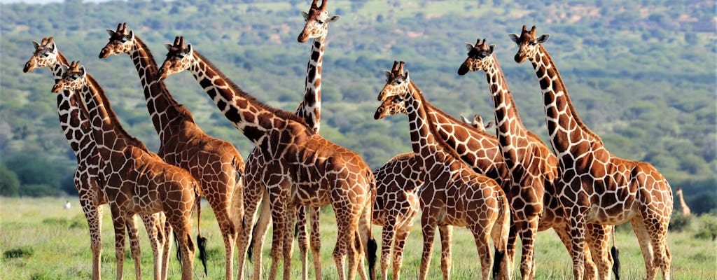 Kenyan communities and wildlife conservation 8-day tour  from Nairobi