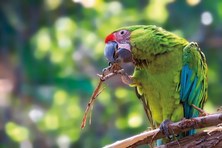 Loro Parque Transfer from Tenerife South