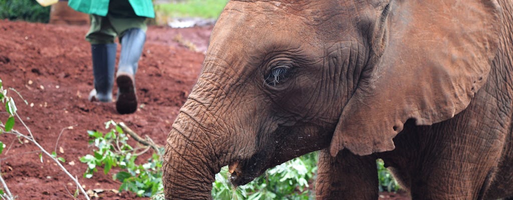 Tour de conservación de vida silvestre y granja de cerdos desde Nairobi