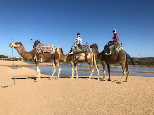 Balade à dos de chameau sur la plage d'Essaouira
