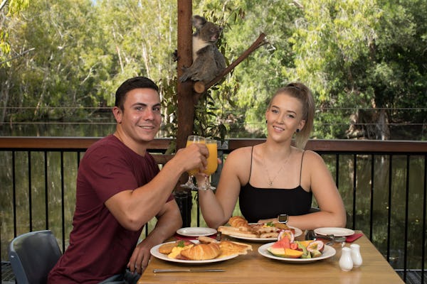 Breakfast with the koalas