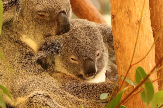 3 Australian wildlife park entry package