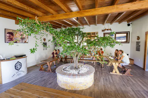 The Governor's Olive Mill Small Group Tour