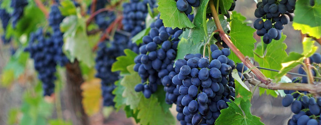 Sonoma and Napa Valley full-day wine tour from San Francisco