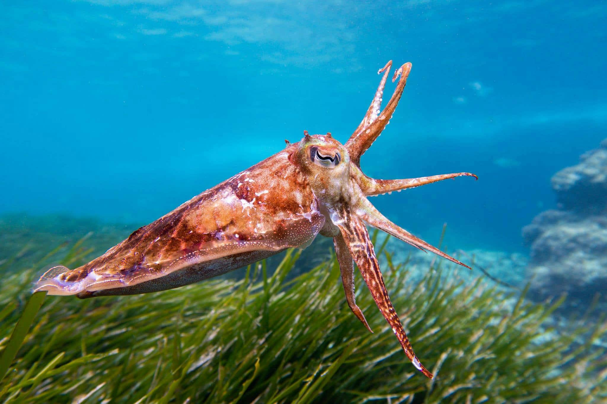 Beginner Scuba & Snorkeling Gran Canaria