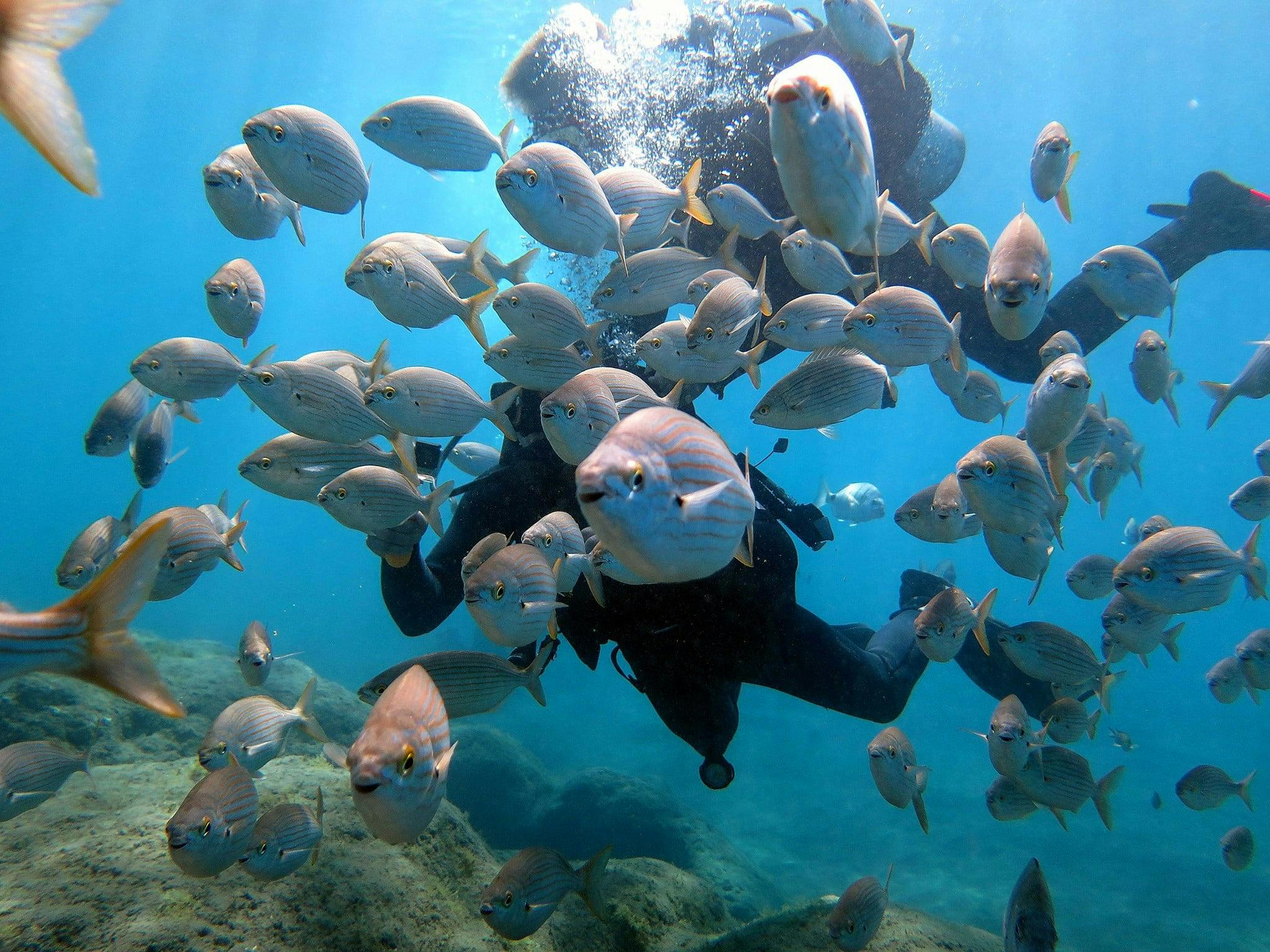 Beginner Scuba & Snorkeling Gran Canaria