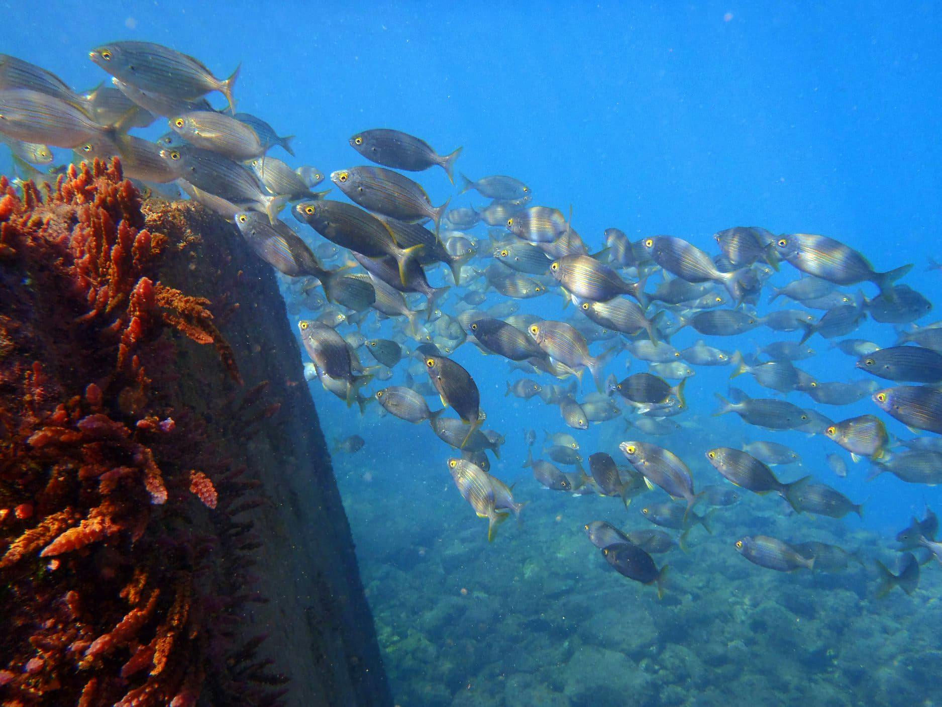 Advanced Scuba Diving & PADI Courses Gran Canaria