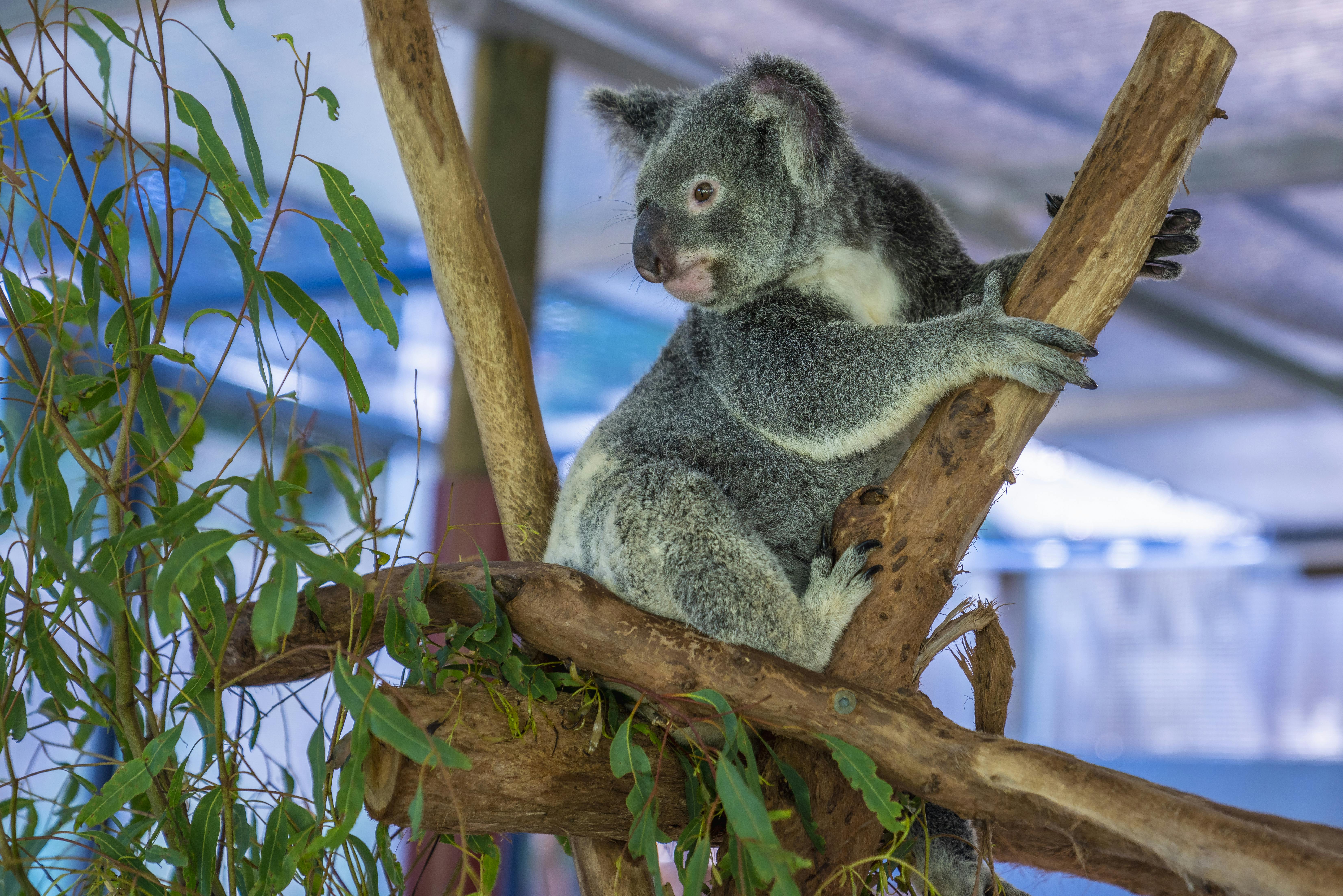 Eintrittskarte für den Kuranda Koala Gardens Park