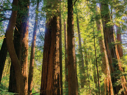 Visita guidata di Muir Woods e Sausalito da San Francisco