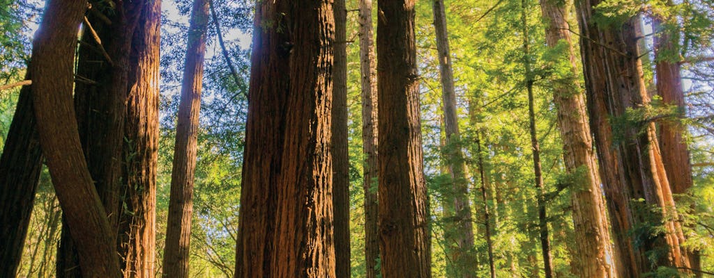 Führung durch Muir Woods und Sausalito ab San Francisco