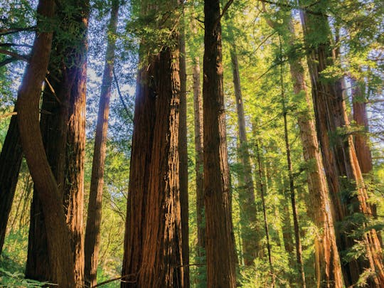 Visita guiada a Muir Woods y Sausalito desde San Francisco