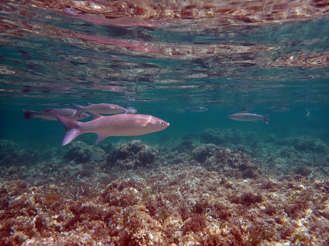 Tabarca Island snorkeling trip from Santa Pola