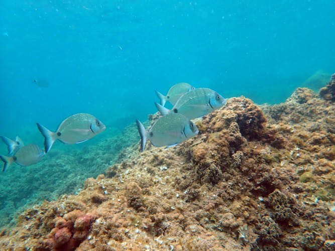 Tabarca Island snorkeling trip from Santa Pola