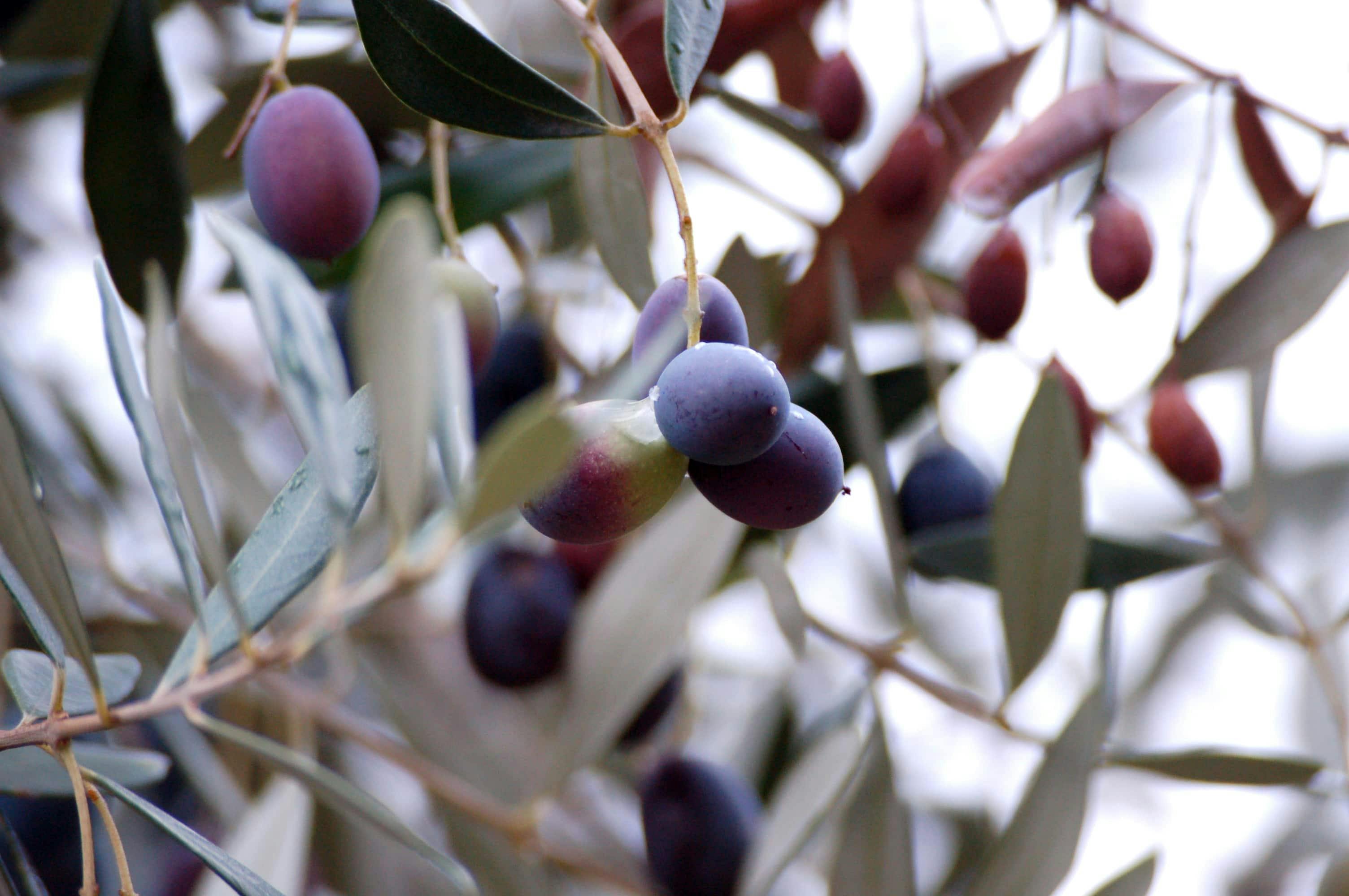 Alberobello, Ostuni & Olive Oil from Salento Ionian Coast