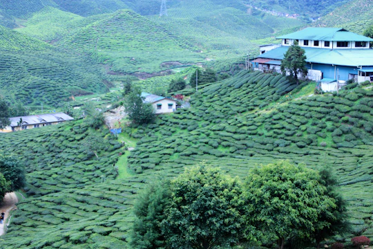 Private Cameron Highlands Nature tour