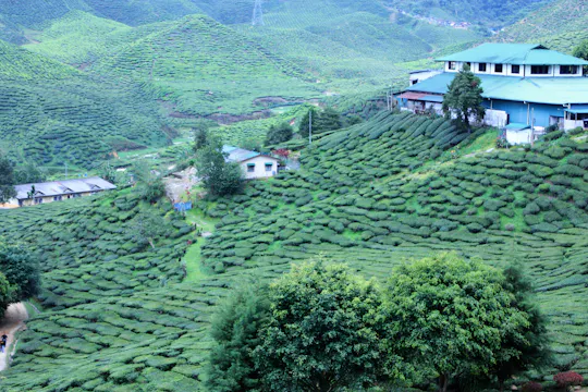 Private Cameron Highlands Nature tour