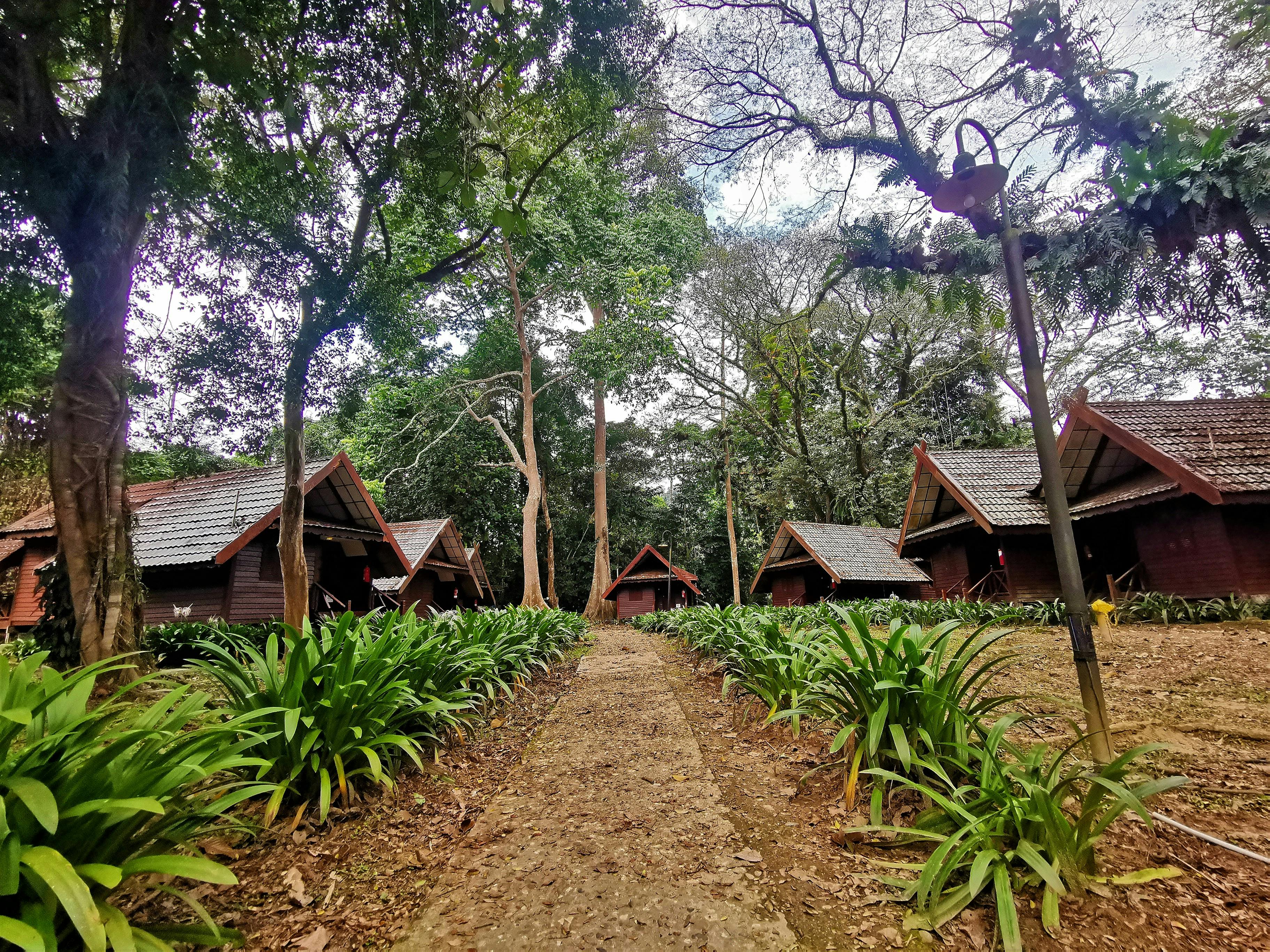 Wycieczka po dżungli Taman Negara