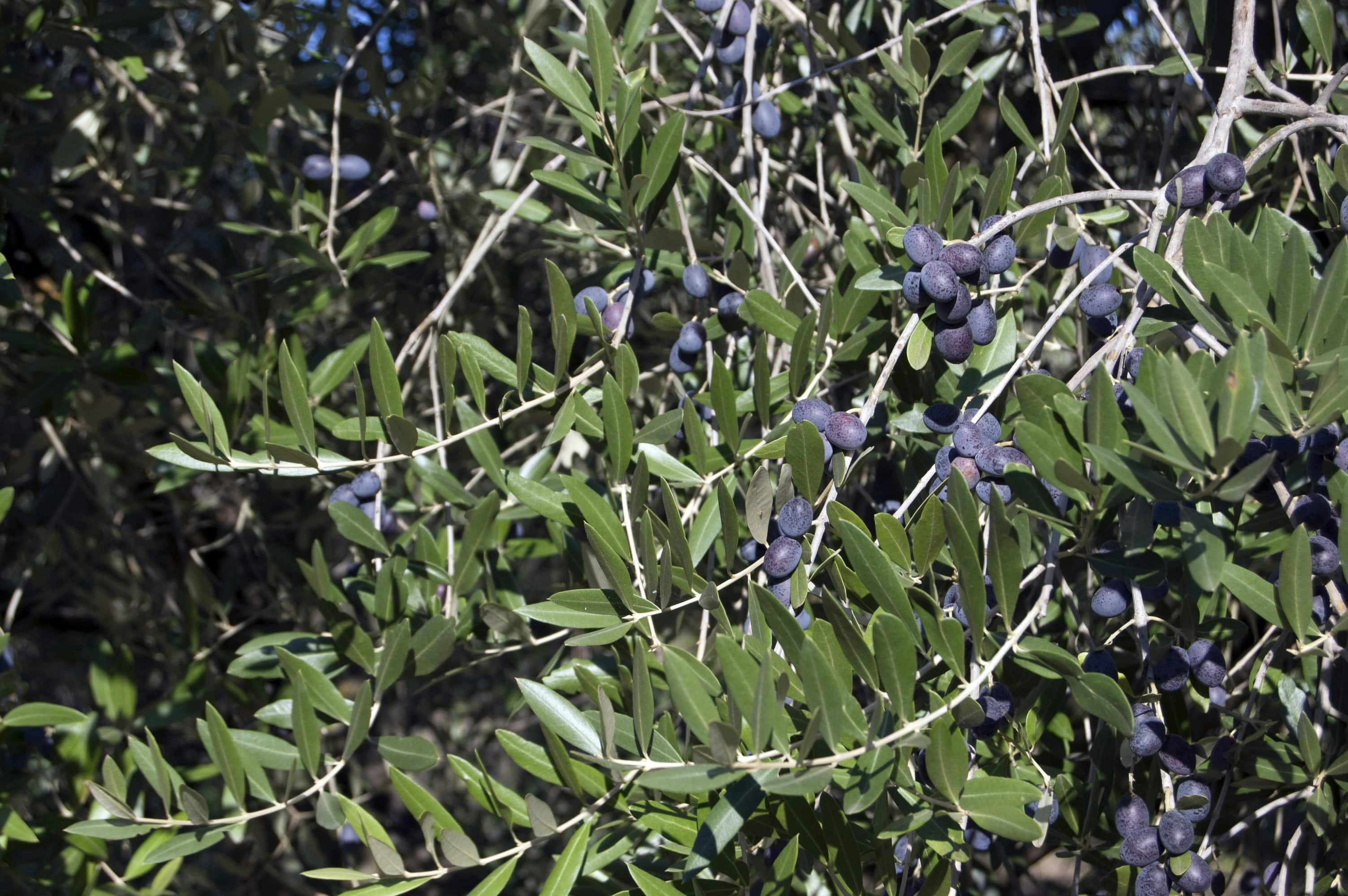 Alberobello, Ostuni & Olive Oil from Salento Ionian Coast