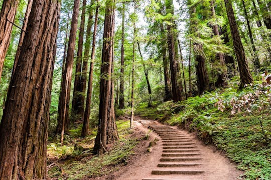 Passeio combinado para Muir Woods, Aquarium of the Bay e San Francisco Zoo
