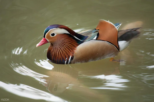 KL bird park, butterfly park and garden tour
