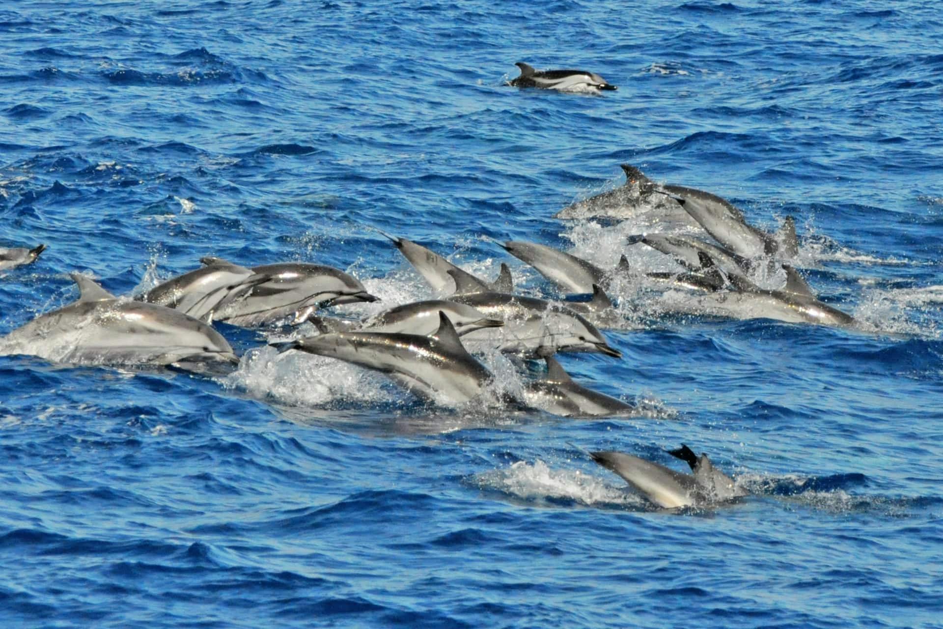 Gran Canaria Delfinbeobachtungstour und Puerto de Mogan Markt