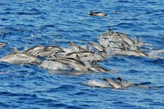 Gran Canaria Supercat dolphin-watching catamaran cruise