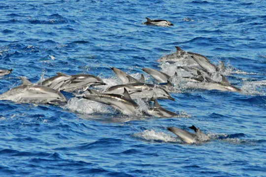Gran Canaria dolfijnsafari met de Supercat catamaran