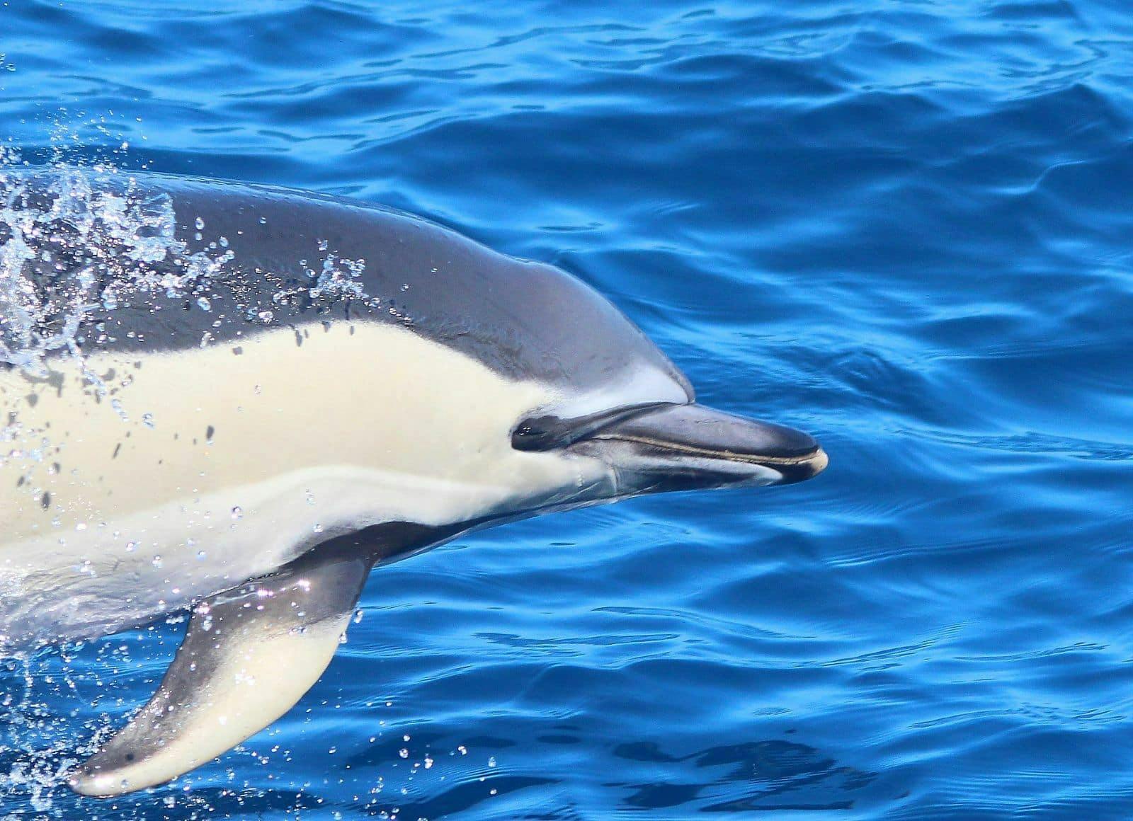 Dolphin Watching Catamaran Cruise