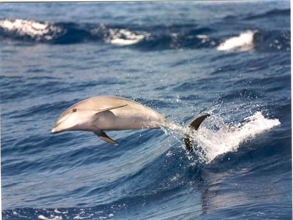 Dolphin Watching Catamaran Cruise