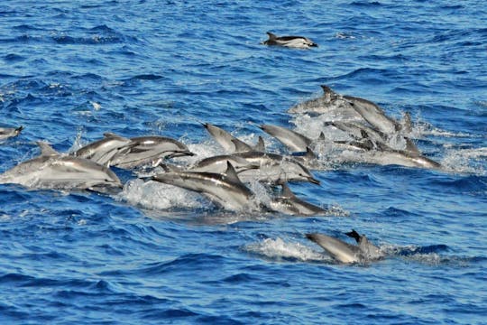 Dolphin Search & Market