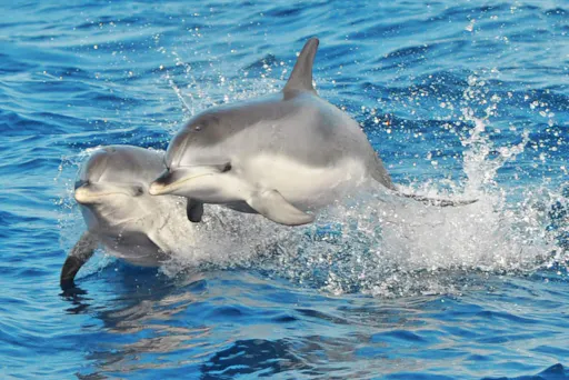 Dolphin Watching Catamaran Cruise