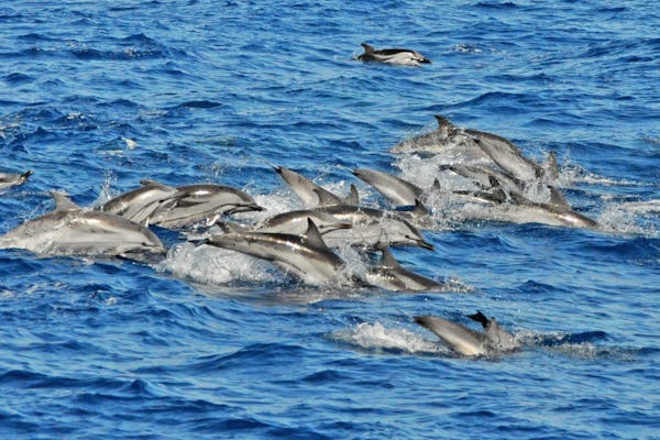 Rejs u wybrzeży Gran Canarii z obserwowaniem delfinów i targ w Puerto de Mogan