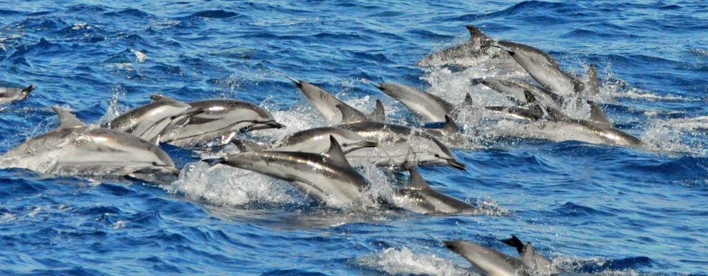 Rejs katamaranem Supercat u wybrzeży Gran Canarii z obserwowaniem delfinów