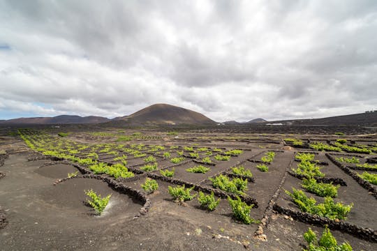 Lanzarote Wine & Salt Tasting Small Group Tour