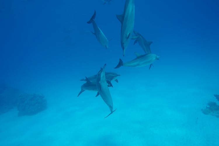 Satayah Reef snorkelling from Marsa Alam