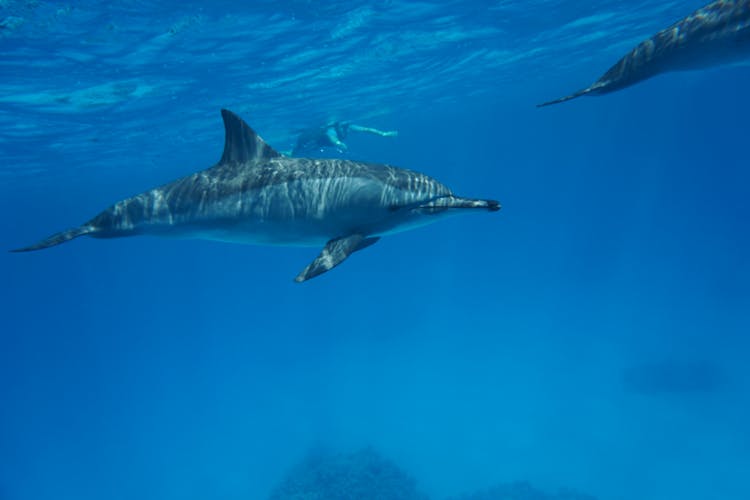 Satayah Reef snorkelling from Marsa Alam