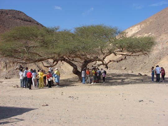 Ochtendbuggytour met kameelrit in Marsa Alam
