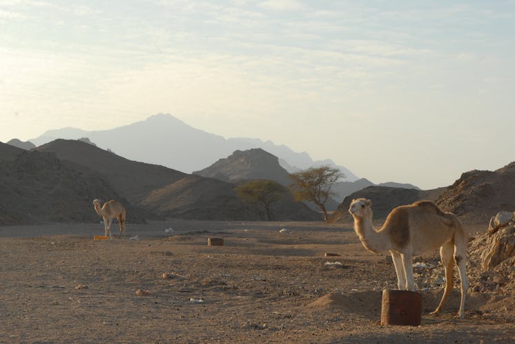 Buggy car sunset with barbecue and camel ride in Marsa Alam