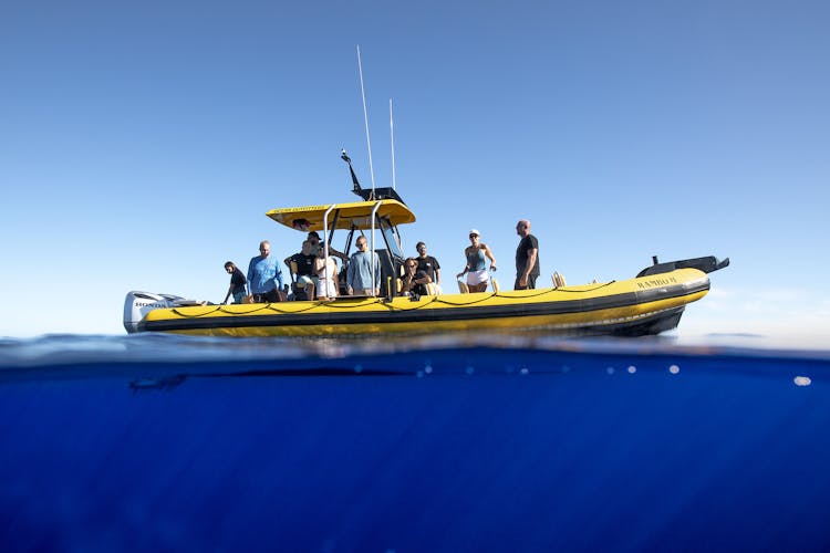 1.5-hour guided marine life boat tour in Oahu