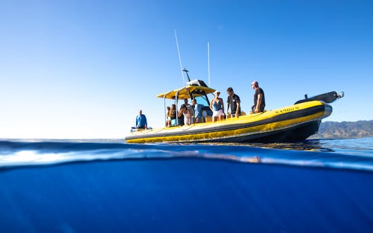 Passeio de mergulho com snorkel em North Shore Oahu