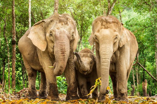 Wycieczka do sanktuarium dla słoni w dżungli z Chiang Mai
