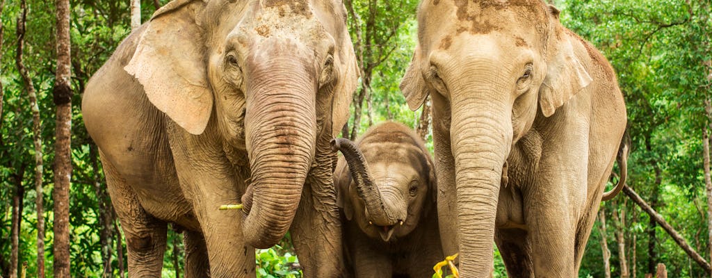 Expérience de l'Élephant Jungle Sanctuary de Chiang Mai