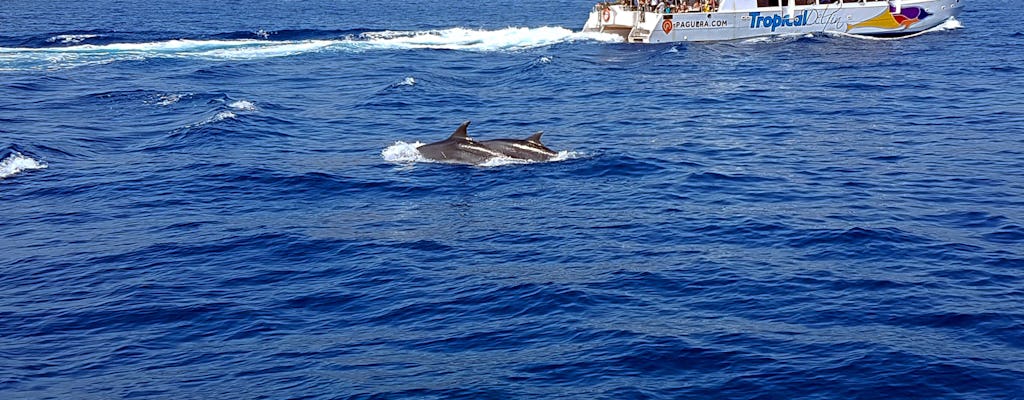 Obserwowanie delfinów z Cormoran Boats