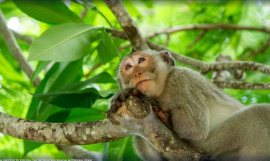 Visite de Can Gio et de l'île aux singes avec déjeuner