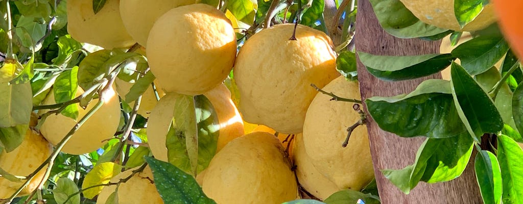 Tour a la granja de limones de Sorrento